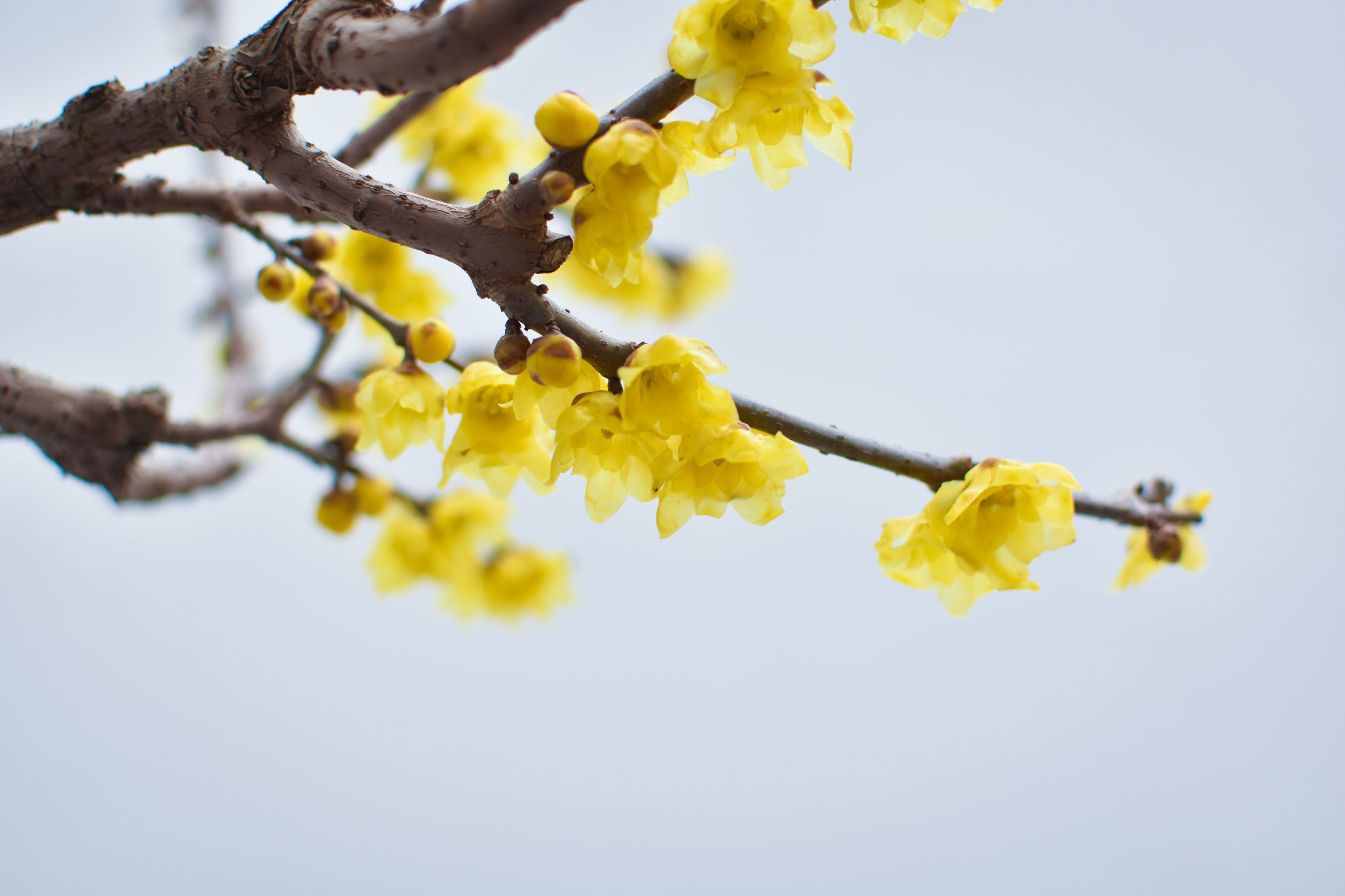 鄢陵腊梅,雪海飘香,越冷越傲娇!
