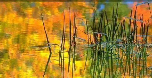 “池塘生春草，园柳变鸣禽”这句诗究竟好在哪里？