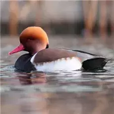 “春江水暖”为啥鸭先知，而不是别的动物？