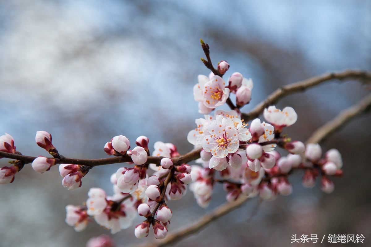绿杨烟外晓寒轻,红杏枝头春意闹——唐诗宋词吟《杏花》