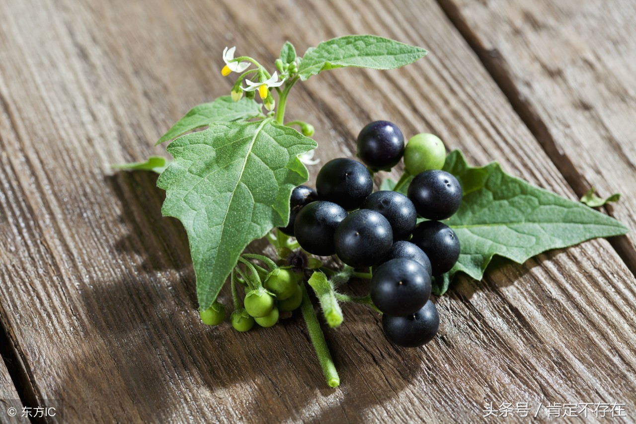 龙葵的果实可以生吃吗龙葵果可以吃吗