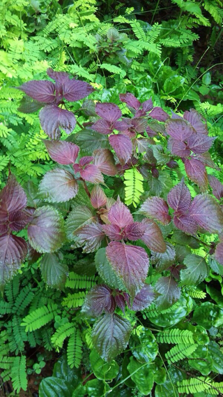 什么叫屠苏酒屠苏酒是什么酒