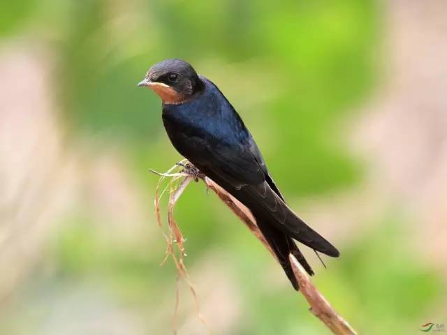 似曾相识燕归来——唐诗宋词里的小燕子