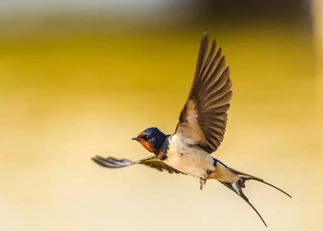 《诗经》里有很多专门描写鸟类的诗篇,其中有一篇《燕燕》.