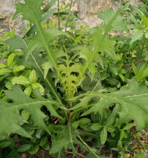教你识野菜│苦尽甘来山莴苣