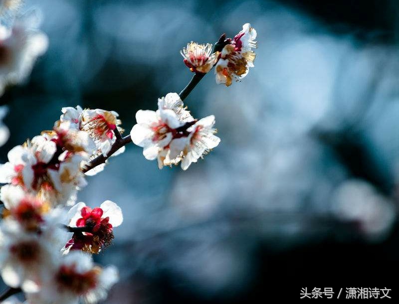 宝塔诗‖《岁寒三友:松·竹·梅》