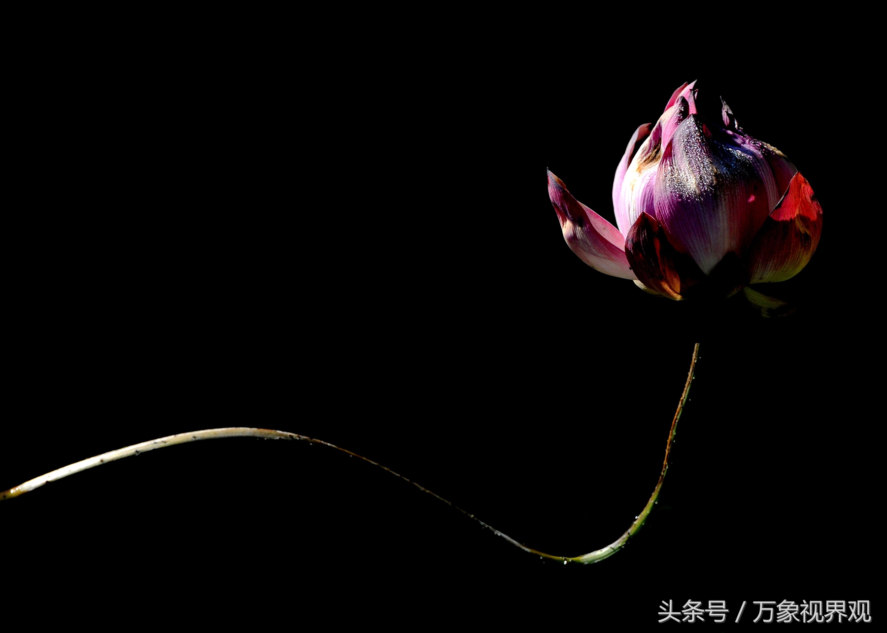 中通外直不蔓不枝香远益清亭亭净植 亭亭净植的意思 齐齐哈尔诗词网