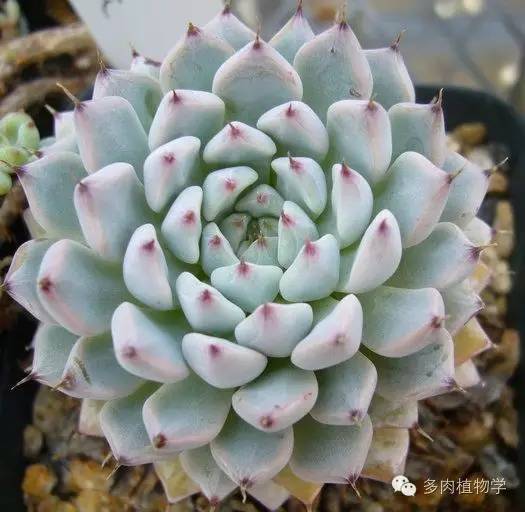 美到窒息的26种拟石莲花属多肉