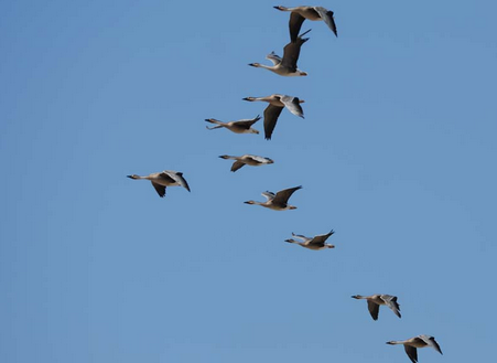 大雁南飞时可能排成的队形是_ - 成语词句网