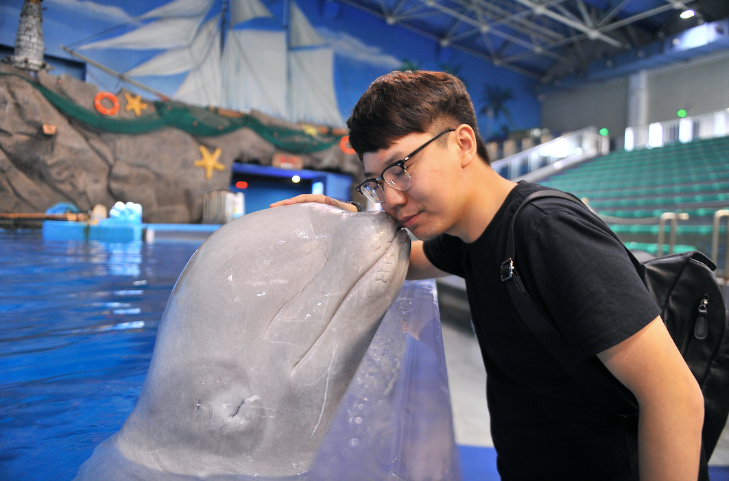 白鲸——海洋中的金丝雀,白鲸与其他鲸类相比,惟一明显不同的是:当