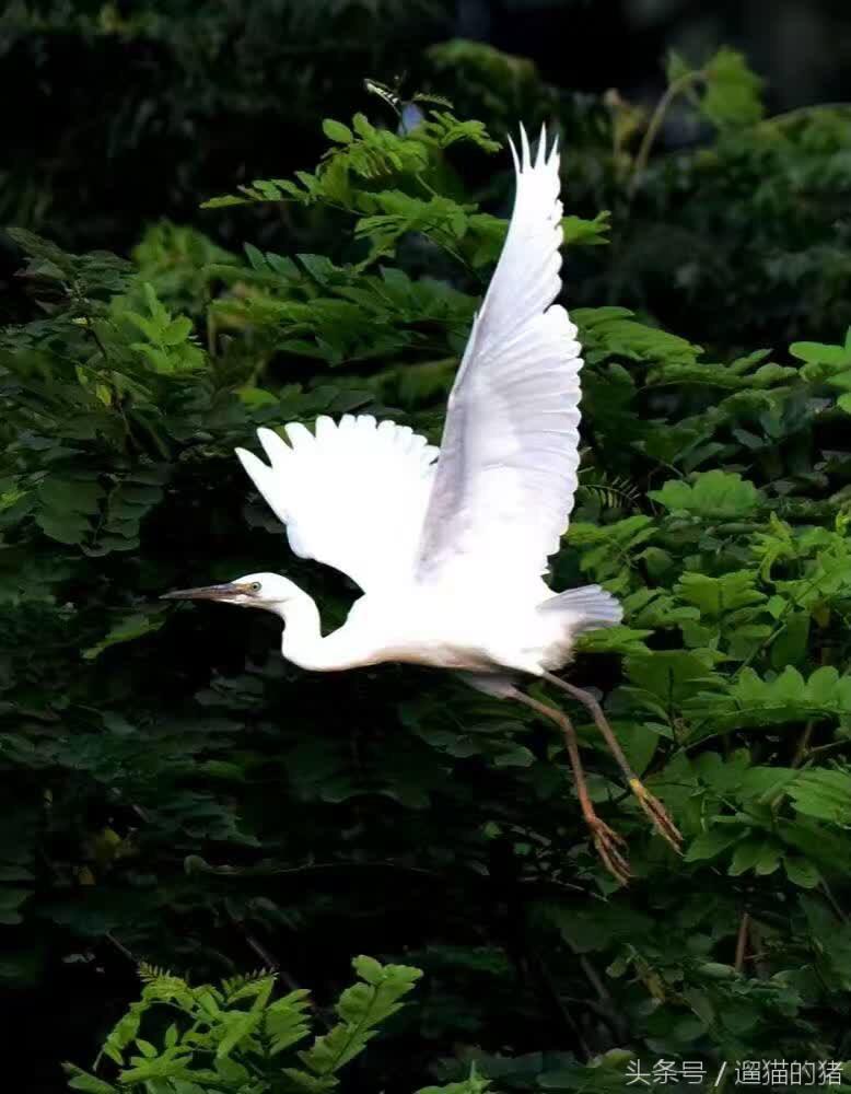 西塞山前白鹭飞的白鹭象征着什么西塞山前白鹭飞