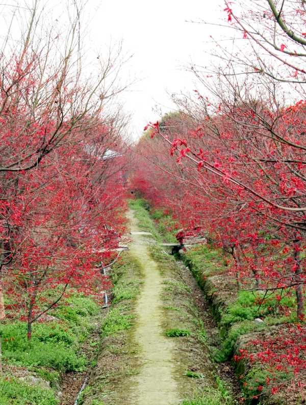 日出江花红胜火，霜叶红于二月花－－游成都温江红枫林