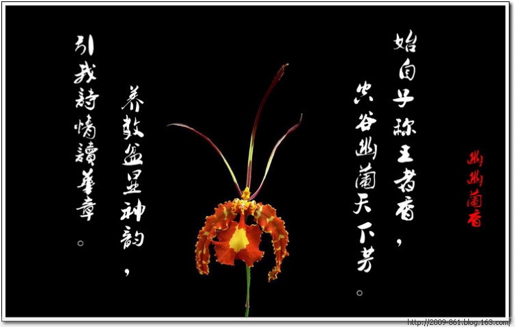 兰花诗句经典名句幽谷出幽兰形容兰花幽香的诗句