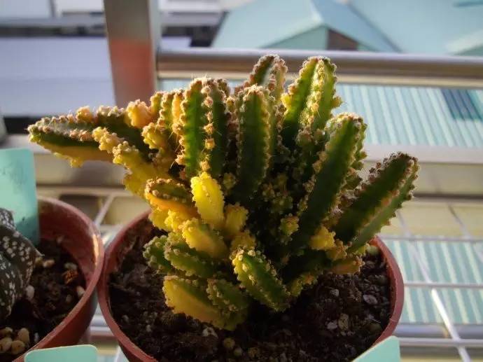 盆栽万重山的种植方法_万重山植物怎么养