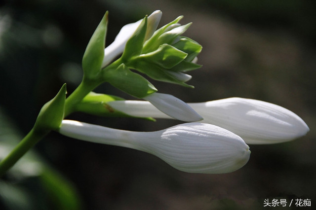 被称为江南第一花的玉簪花，你能知道多少？