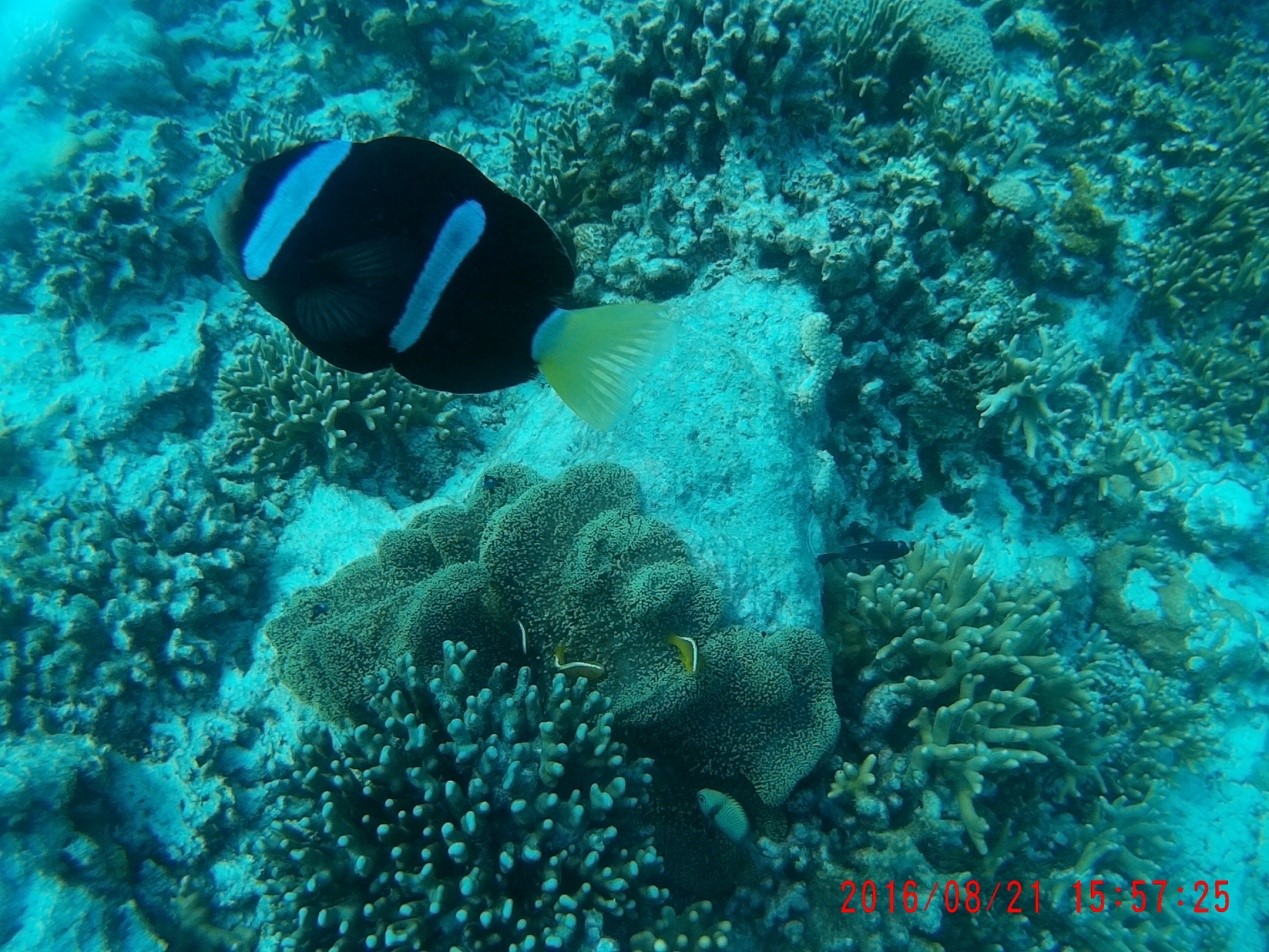 南海西沙群岛旅游攻略——5.大海篇