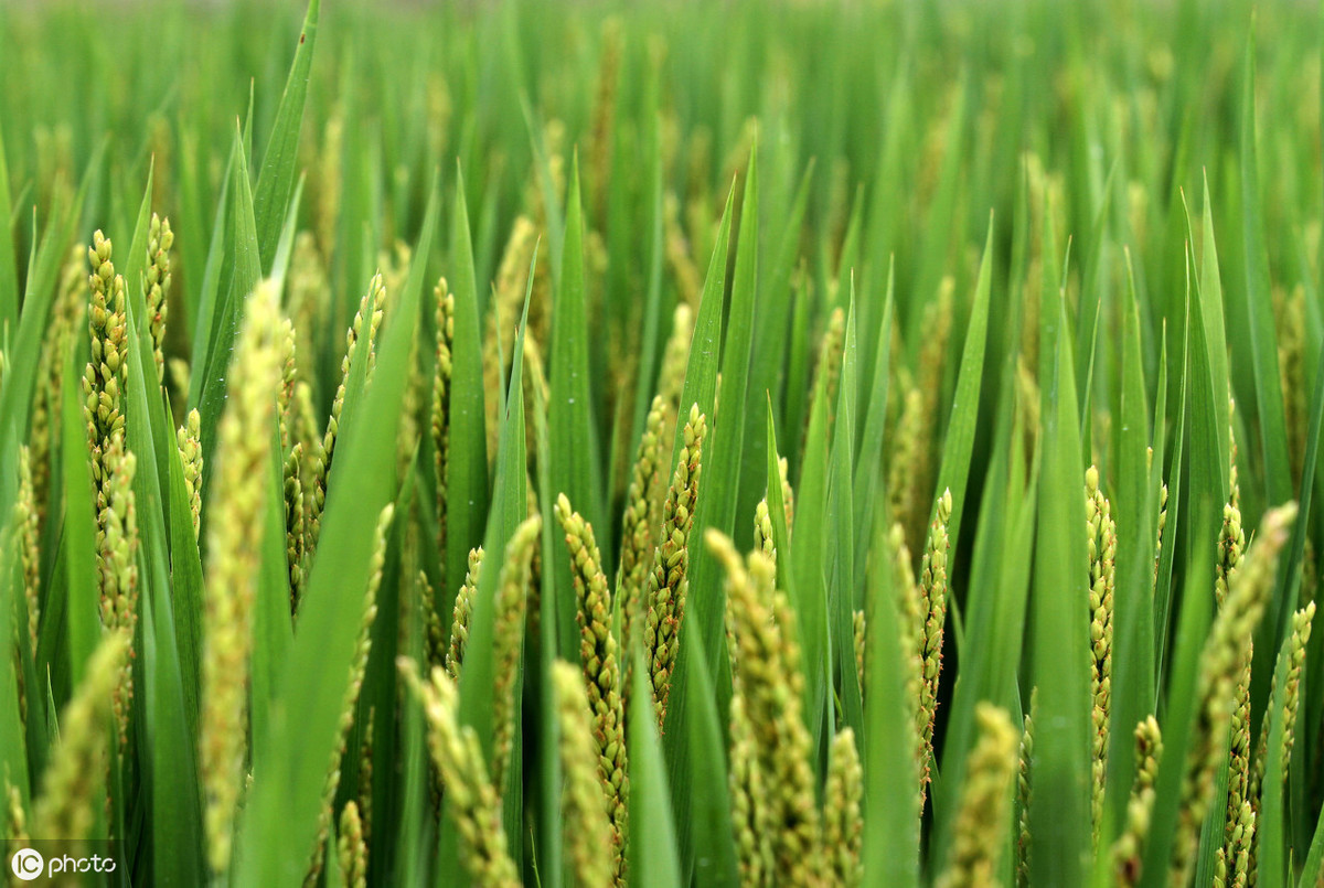 陪着孩子读经典：从《天工开物》看起源于中国的水稻种植