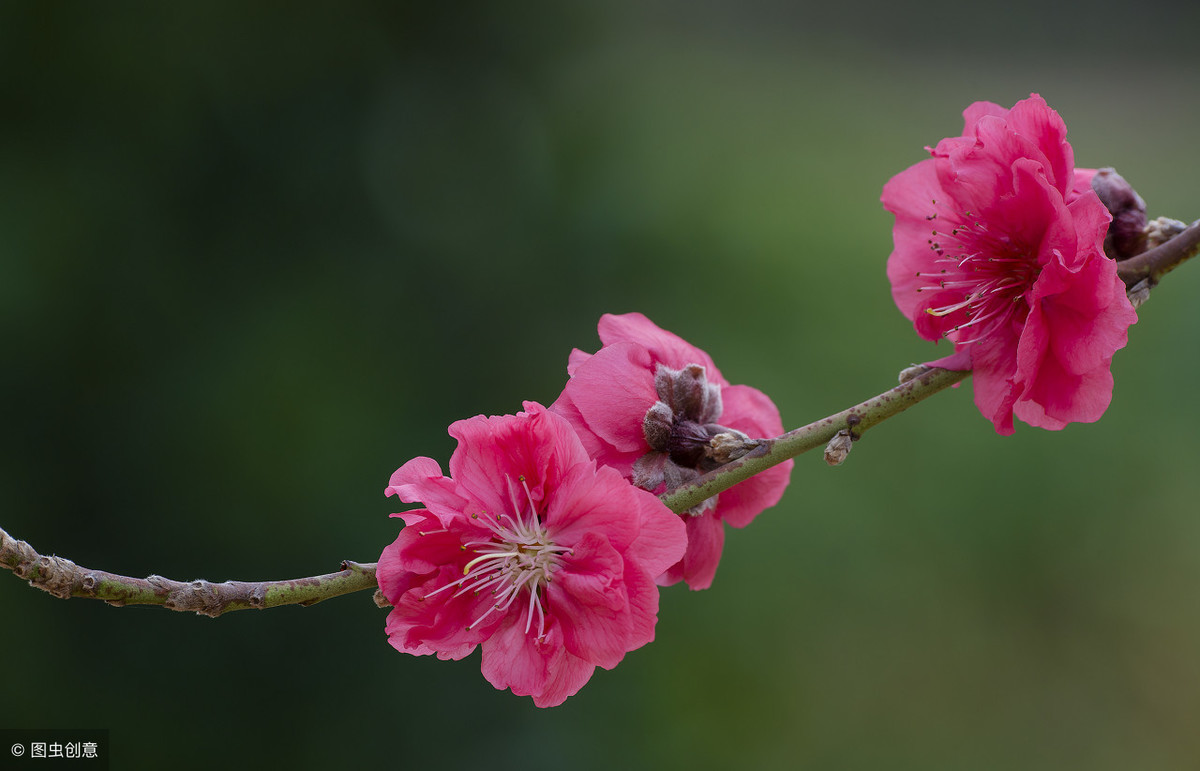 描写春日桃花盛开，色如佳人面上胭脂的上联：桃花初露胭脂色