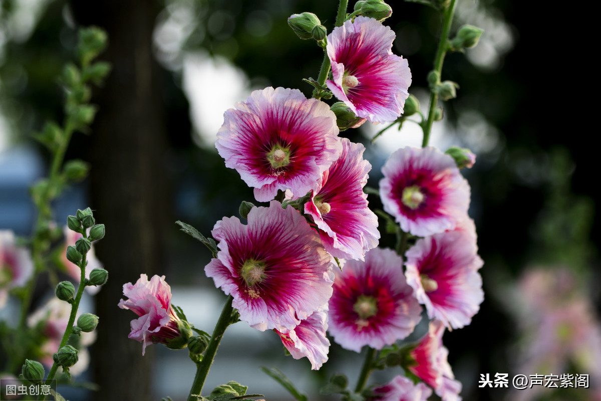 传统名花蜀葵，虽是普通花草，却赢得古今众多画家的青睐