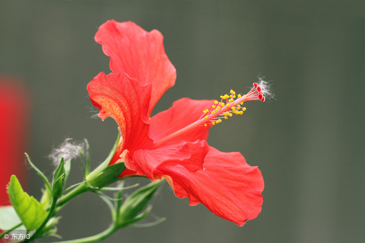 四季花常开的花卉有哪些？为你推荐几种颜值高的开花机器！
