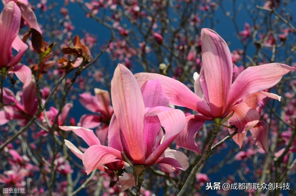 紫玉兰，我国传统类植物，多生长于四川云南地区