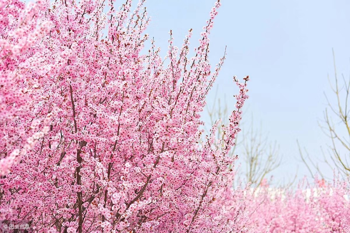 春天的桃花描写图片