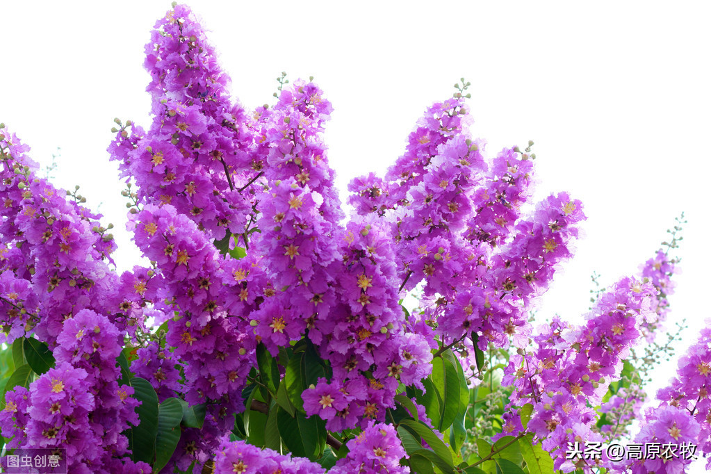 紫薇花的价值及寓意