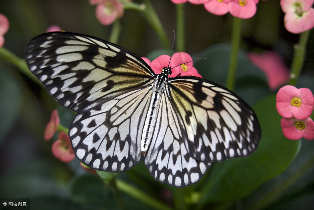春花齐放，蝴蝶如精灵般翩然起舞，一起读一读关于蝴蝶的诗吧！