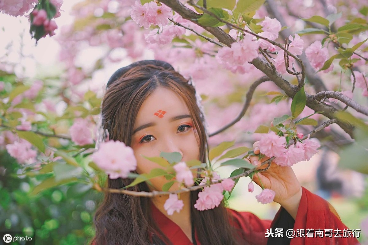 青龙寺为什么这么火，不光因为是十大热门赏花地和中国最美樱花