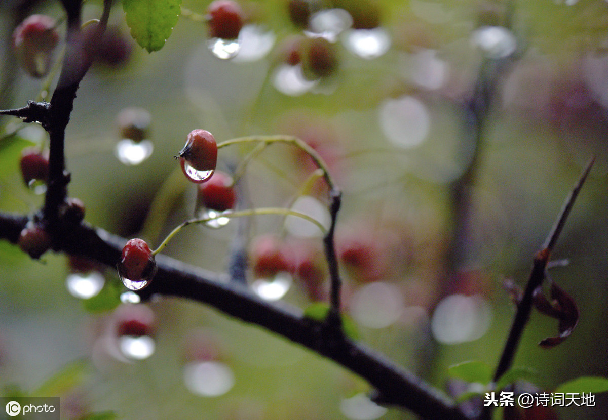 秋雨，是流泪的诗