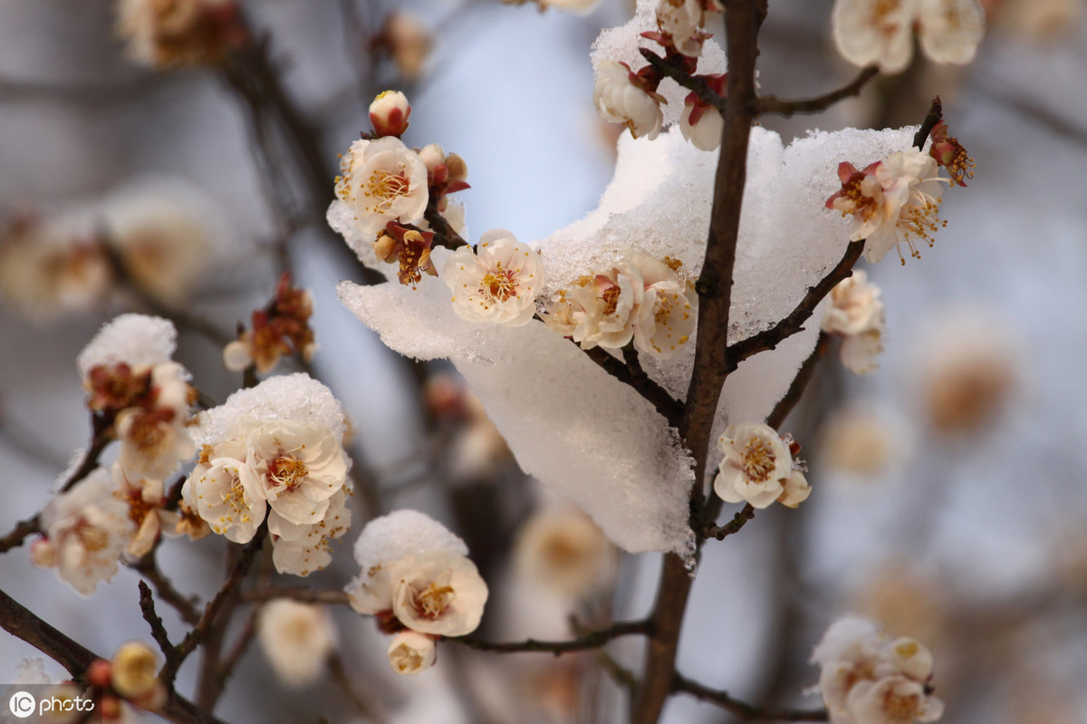 宋代卢梅坡经典诗词9首，梅须逊雪三分白，雪却输梅一段香。