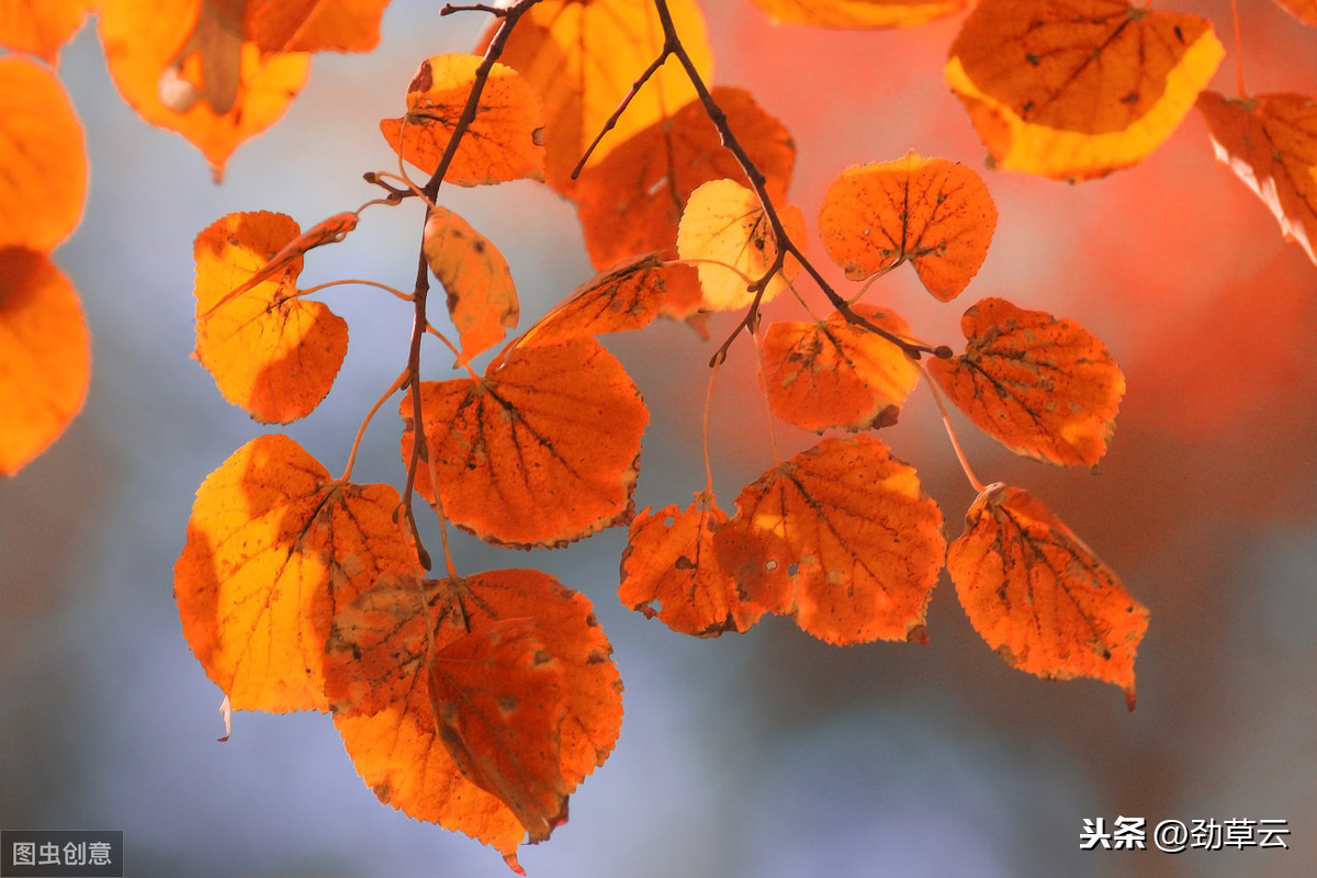 美文赏析：叶子是树的形容词