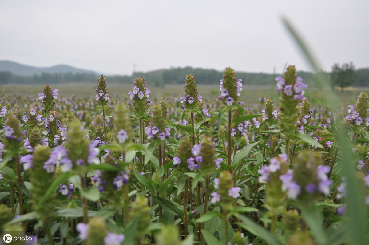 农村的紫色“夏枯草”，头痛可服用，清火明目的“特效药”