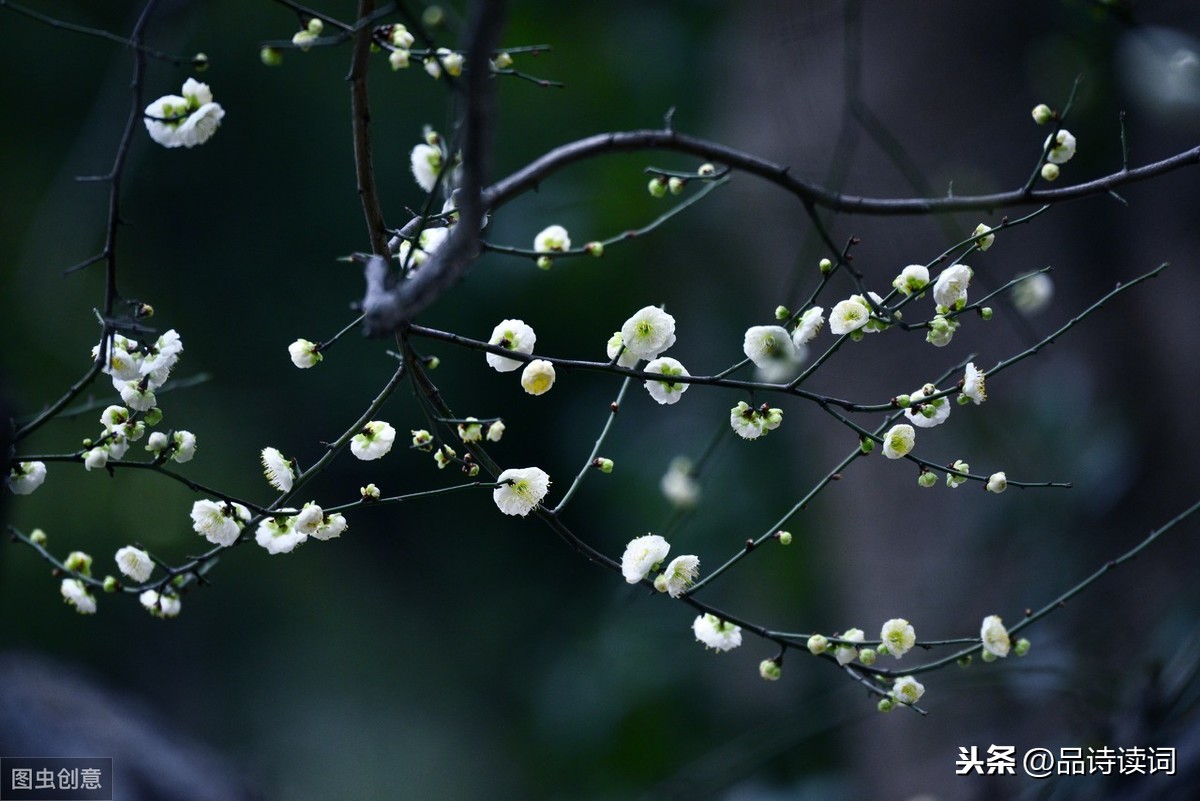 柳宗元的这首《早梅》，写出了最深情的梅花，通篇充满了思乡之情