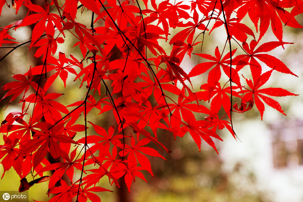 古人笔下很美的8首枫叶诗词，看满山红叶，品诗情画意