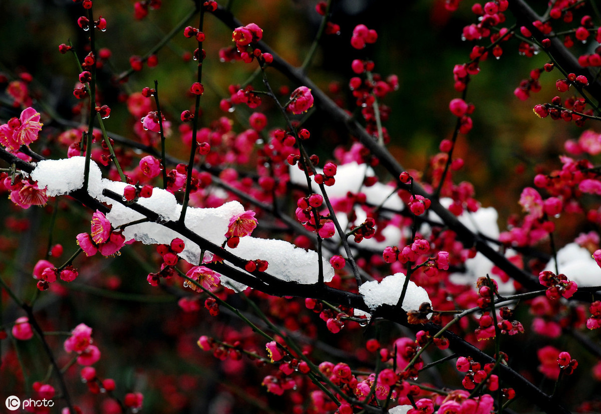 宋代卢梅坡经典诗词9首，梅须逊雪三分白，雪却输梅一段香。