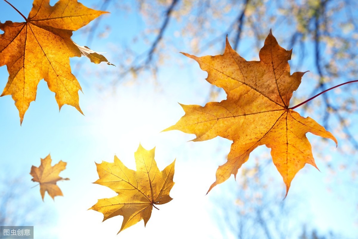 秋天随笔：一叶落而知秋，我从落叶中嗅出秋天的味道