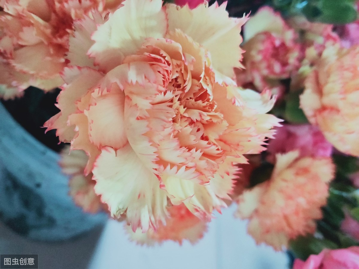 康乃馨这样种植，花色更鲜艳，放在家里更好看