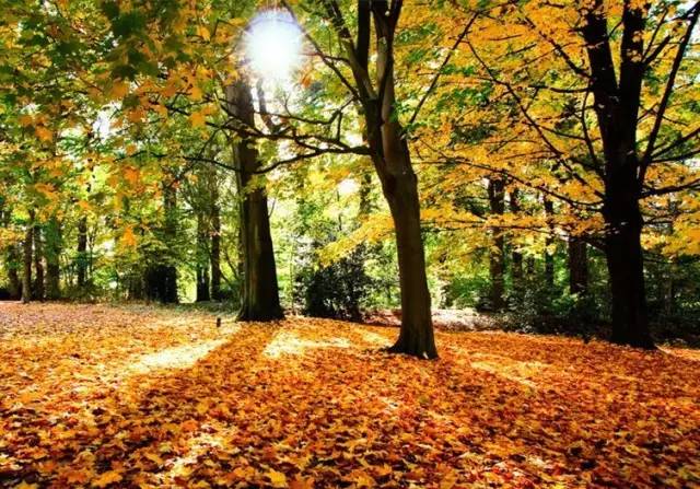 文化30首古人诗词中的秋天，竟这么美！