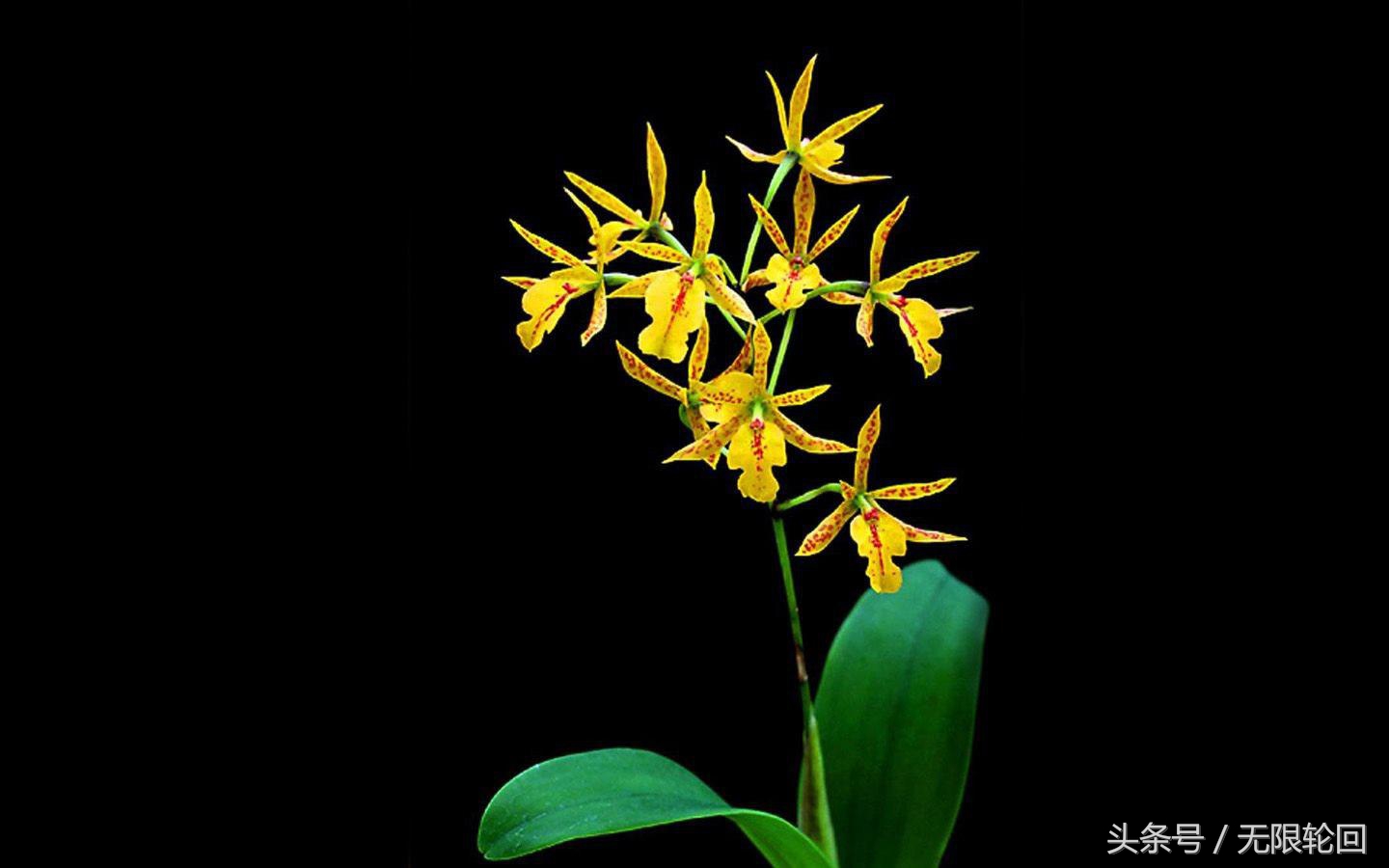 任是无人也自香:5首最优美的兰花诗