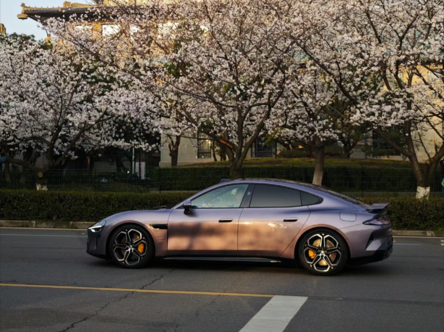 Complementing the cherry blossoms of Wuhan University, real shots of