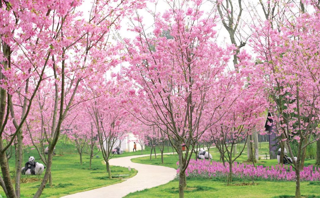 11月成都赏花的地方_成都市植物园 - 密云旅游
