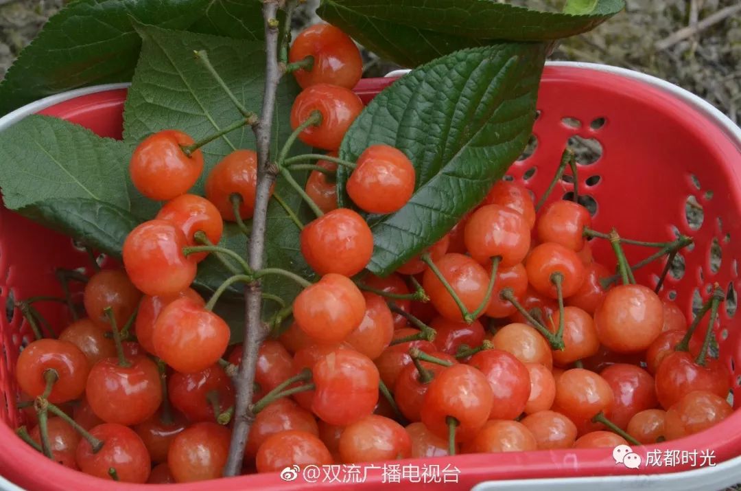 成都周边采樱桃的地方大集合!