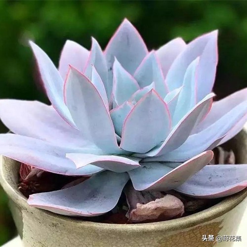 景天科拟石莲属多肉植物_石莲花多肉植物的特点 - 成语词句网