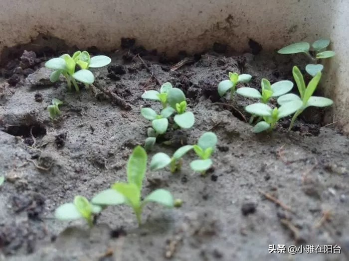 阳台养1盆“石竹花”，撒下种子1周发芽，耐热、耐寒，开花大半年