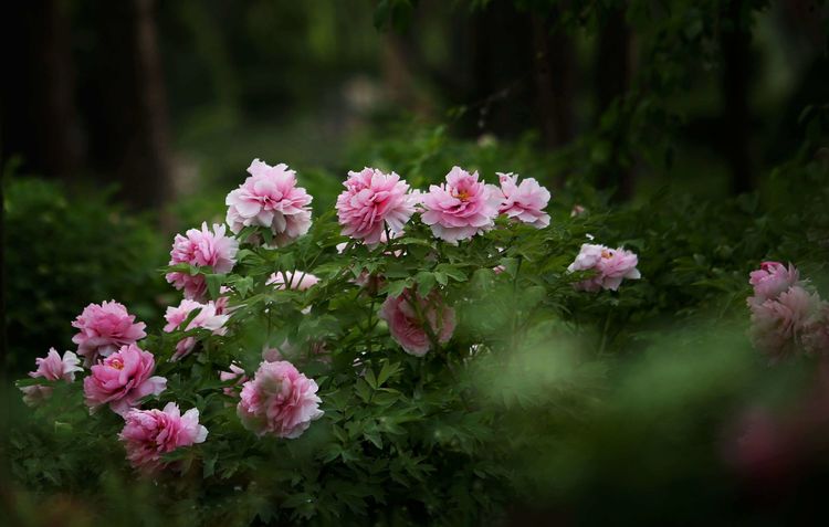 花卉摄影：2019年洛阳牡丹