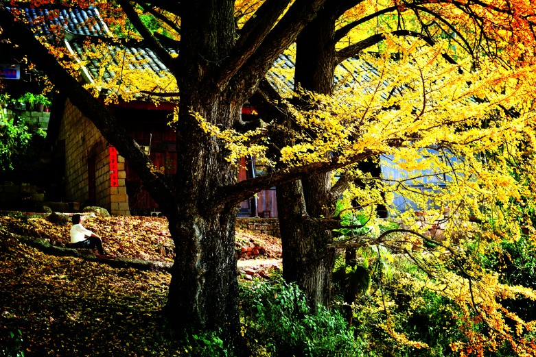 “世界古银杏之乡”：在贵州最美的秋天，遇见低调的小桥流水人家