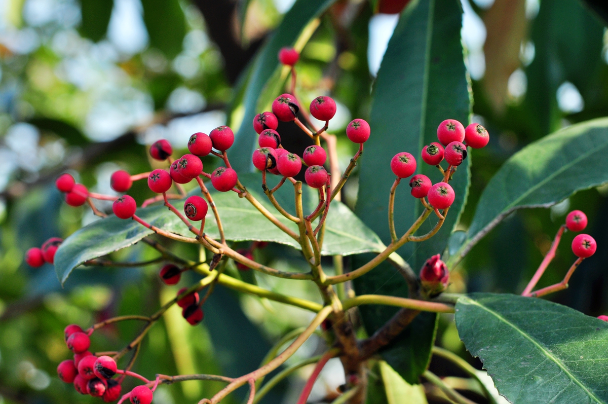 正是由于南北广泛种植,于是当石楠树开花的时候,散发