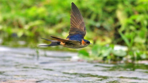 春天来了,燕子飞回来了 燕语呢喃,好美!好亲昵!好温馨!