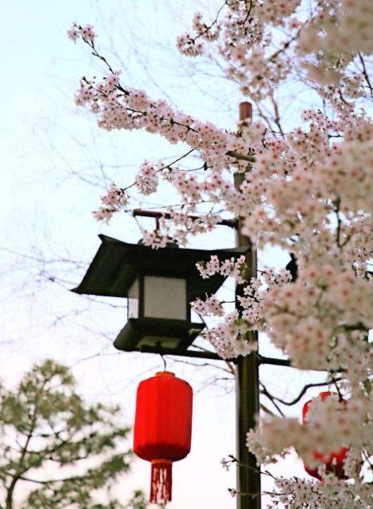 西安青龙寺，看樱花的好地方